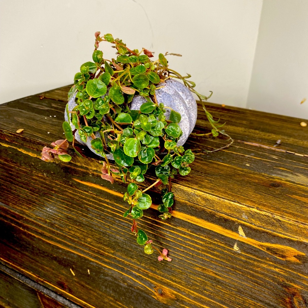 PUMPKIN / PLANTER - Handmade Home Decor